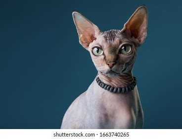 15,547 Naked Cat Images, Stock Photos, and Vectors